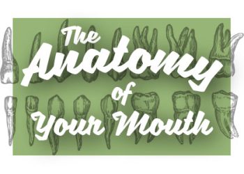 Waukee dentist, Dr. Louscher at Lush Family Dental shares all about the anatomy of your mouth and how it works together for your benefit.